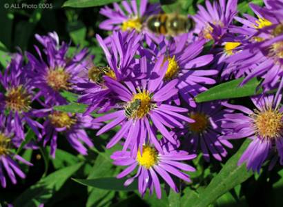 ���� ���